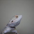 Un dragón barbudo mira hacia arriba en su tanque en la Real Sociedad para la Prevención de la Crueldad contra los Animales (RSPCA), un centro de rescate de reptiles de Brighton, Inglaterra.