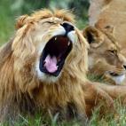 Un león bosteza en el zoo de Erfurt, Alemania.
