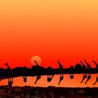 Parque Nacional de Etosha, en Namibia. Foto de Michael Sheridan