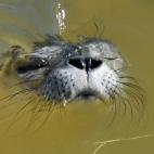 Una foca nada en el centro de focas de Friedrichskoog, al norte de Alemania.