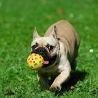 Estos juguetes no sólo pueden presentar bacterias coliformes, sino que también pueden acumular hongos, moho y estafilococos, nada saludable ni para ti ni para tu mascota. Cómo evitarlo: ante todo, lo que siempre deberíais hacer en la familia...