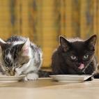 Cuando echas de comer a tu mascota, la comida puede quedarse en el plato durante horas, lo cual provoca la aparición de gérmenes que pueden dañar la salud del animal. Cómo evitarlo:"“Deberías fregar el comedero de tu mascota todos los dí...