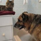 ¡Yo soy más limpio que tú, amigo mío!