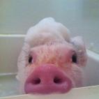 Durante todo el camino hasta la bañera se quejó.