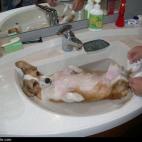 No hay nada mejor que ser mimado.