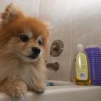 ¿El champú de bebé realmente evita las lágrimas?