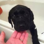 ¿Aún no estoy limpio?