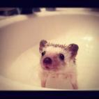 Este lavabo es perfecto para nadar un poco.