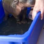 Ha agradecido mucho el baño.