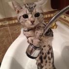 ¡Puedo hacerlo yo mismo!