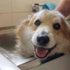 ¡Bañarse es lo mejor del mundo!