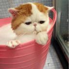 Tan a gusto en su cubo.