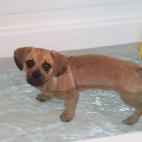 ¡Por favor aléjate pato!