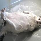 No estoy loco, solo soy flojo.