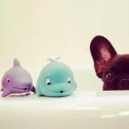 O dentro de la bañera