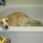 Voy a mentir un poco... ¿te importaría lavarme detrás de las orejas?