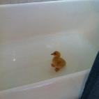 Tengo todo esto solo para mí... ¡Cuak!