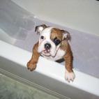 ¡Algún día serás tú, humano!