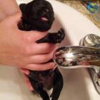 Me imagino que ambos.