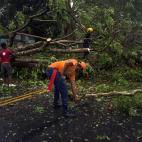 Recogida de &aacute;rboles ca&iacute;dos en Dominicana.
