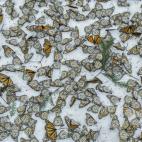 Monarchs in the Snow. Jaime Rojo, España.