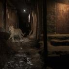 Big Cat in My Backyard. Nayan Khanolkar, India.