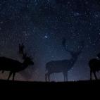 Now You See Me. Bence Mate, Hungría.