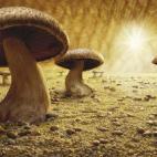 5c8a53ff2500000a06810256