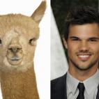 Taylor Lautner
