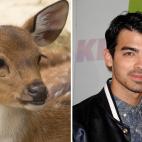 Joe Jonas