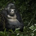 5c8a6c2e360000c81a6b756d