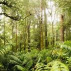 Los 2,5 millones de hectáreas de la selva tropical de Sumatra albergan una biodiversidad extremadamente rica, entre la que se encuentra una especie endémica de orangután. La explotación y la caza furtiva son sus principales enemigos.