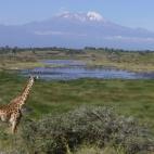 La cima más alta de África también es víctima del calentamiento climático.