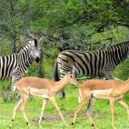 Este parque situado en Níger representa la mayor zona protegida de África. Las divisiones políticas y los conflictos militares ponen en peligro esta zona que combina un masivo montañoso (el del Air) y un desierto (el del Teneré).
