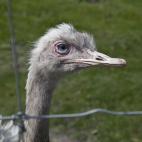 Uno de los animales que hay en el zoo del parque.