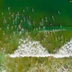 Segundo premio en categoría 'naturaleza': La Jolla (California, EEUU)