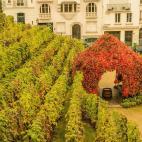 &iquest;Hab&iacute;as pensado alguna vez que se pudiesen cultivar vi&ntilde;edos en el centro de una capital europea? Pues as&iacute; es y aqu&iacute; tenemos la prueba. Le Clos-Montmartre se encuentra muy cerquita del Sacr&eacute;-Coeur y ...
