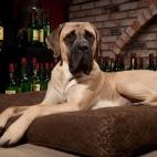 Esta raza tiende a ser bondadosa y dócil (aunque muy babosa). Los perros pueden llegar a pesar hasta 104 kilos.