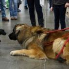 Estos gigantes juguetones a menudo sufren una crisis de identidad: muchos se creen perros falderos cuando, en realidad, a veces superan en tamaño a sus dueños. Esta raza puede alcanzar los 77 kilos. Su capacidad por encantar a niños y adultos...