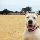 Según American Kennel Club, los dogos son alegres, humildes y amables. ¡Suena como el mejor amigo que todos quisiéramos tener! Tan solo su cabeza y su pecho pesan 45 kilos.