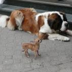 En la película Beethoven el protagonista era un San Bernardo que luchaba contra su enemigo: un veterinario. Sin embargo, esta raza es generalmente amable, abierta y muy buena como "niñera". Un macho puede llegar a pesar hasta 90 kilos.