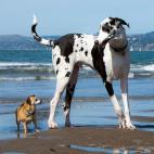Definitivamente llevan el nombre de "gran" por una razón. Este perro genera confianza y es amistoso. Puede exceder los 90 kilos de peso y medir 1 metro de altura.