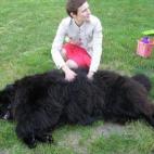 Estos perros son superdulces y extremadamente calentitos. Tienen un pelaje grueso y pesado que arrojan por todas partes. Estas bellezas son tan fuertes como grandes: llegan a pesar casi 70 kilos. Debido a su fuerza fueron utilizados originalment...