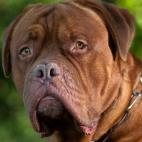 También conocido como mastín francés. Aunque parezcan enfadados, en realidad son muy cariñosos. A pesar de su estatura intimidante —y sus 63 kilos— están muy apegados a sus dueños y no le gusta que les dejen solos.