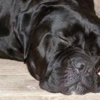 Es una raza inteligente y majestuosa. También es conocido como mastín italiano. Los machos pueden llegar a pesar más de 49 kilos. Son perros fáciles de entrenar.