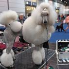 5c8ac7422000009e046fbae9