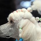 5c8ac74220000045046fbaeb