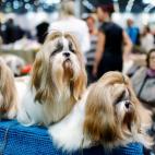 5c8ac744250000bd0581bae5