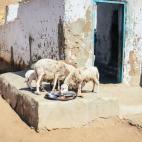 Las sobras se sirven al ganado. Por lo general, las mujeres tienen ganado, y lo cuidan mucho.