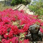 5c8b6b2d2500000704ca9e00